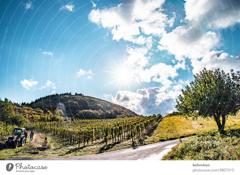 weinlese Sonnenschein Sonnenstrahlen Wolken Freiheit Tourismus Ferne Berge u. Gebirge Ferien & Urlaub & Reisen Ausflug Landwirtschaft Umwelt Schönes Wetter