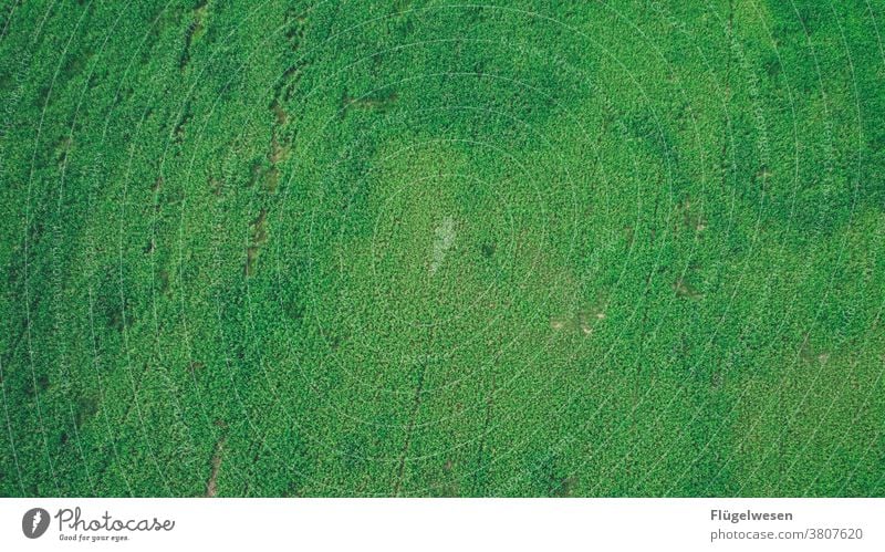 Wiese von oben Natur Umwelt Naturschutzgebiet grün Grünpflanze Grünfläche Rasen rasenmähen Felder