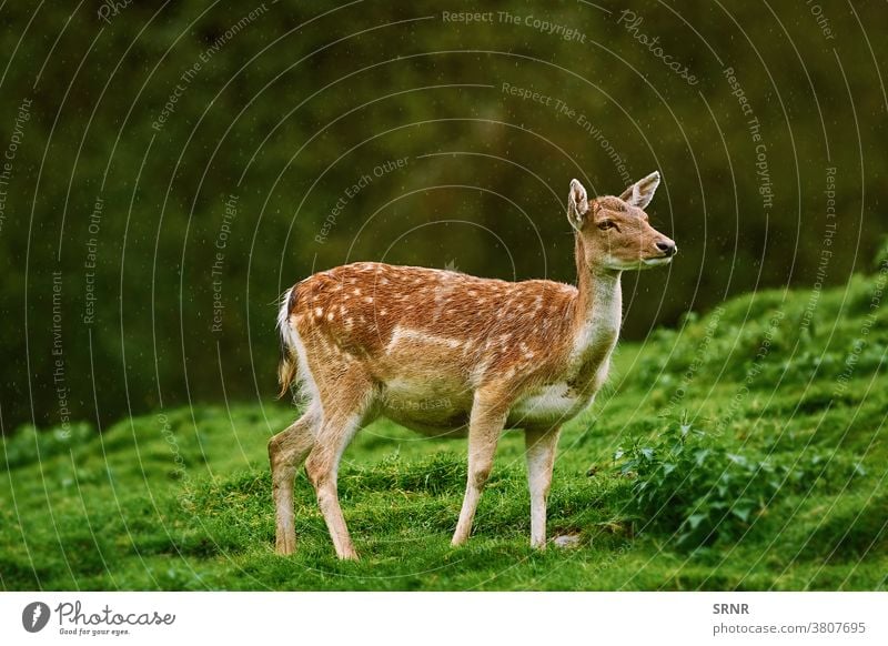 Hirsche am Waldrand Tier Zervidae chital Achse Achse Achsenhirsch cheetal Axishirsche Hirschkuh Ohren ausgeglichen Artiodaktylus mit Knackpunkt hohlfüßig