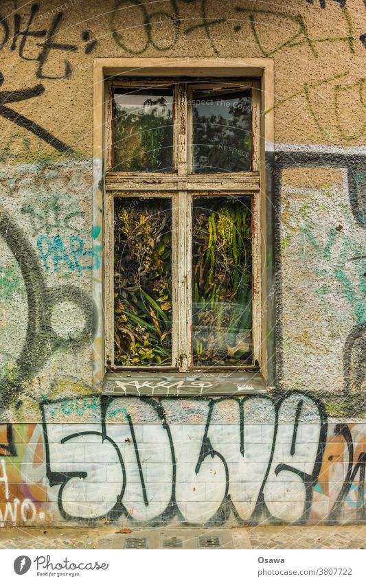 Altbaufenster mit Flora Fenster Pflanzen Kakteen Kaktus Zimmerpflanzen Grünpflanze grün Blume Sukkulenten Botanik Gebäude Wohnhaus Glas Wintergarten Gewächshaus