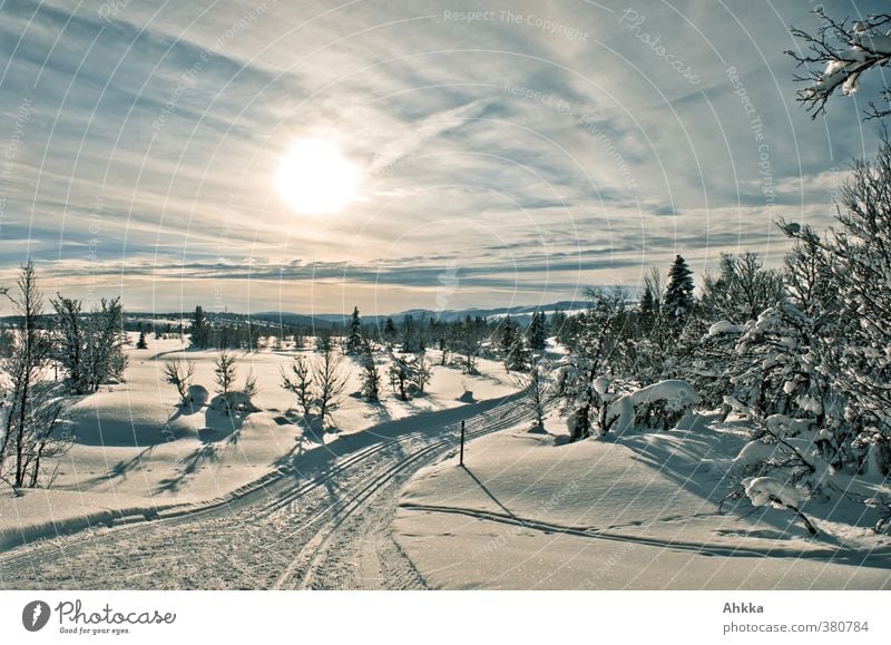 Märchenlandschaft in Skandinavien, Schnee, Sonne, Skispur harmonisch Ferien & Urlaub & Reisen Abenteuer Ferne Freiheit Winter Winterurlaub Natur Landschaft