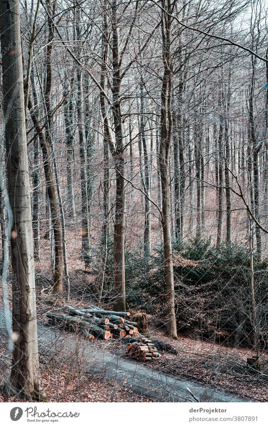 Winterwald in Niedersachsen Sturmschaden Borkenkäfer Klimawandel Berge u. Gebirge Sachsen-Anhalt Abenteuer Tourismus Ausflug Freiheit Sightseeing Schnee