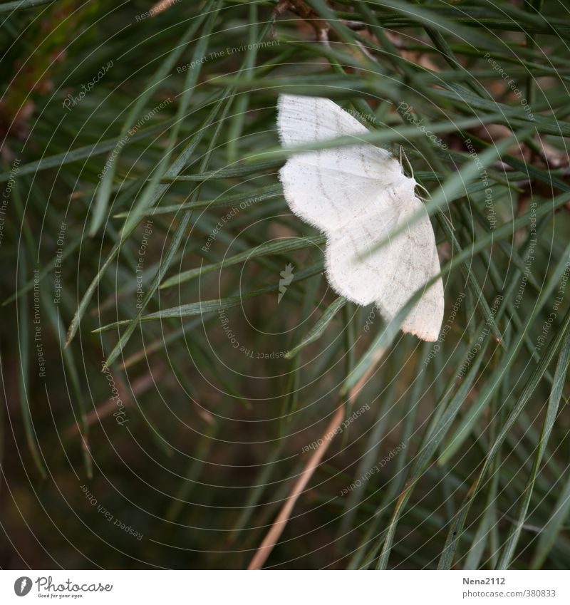 Peace-Motte Umwelt Natur Tier Frühling Sommer Gras Garten Wiese Feld Wald Schmetterling 1 weiß klein Kontrast Frieden Farbfoto Außenaufnahme Nahaufnahme