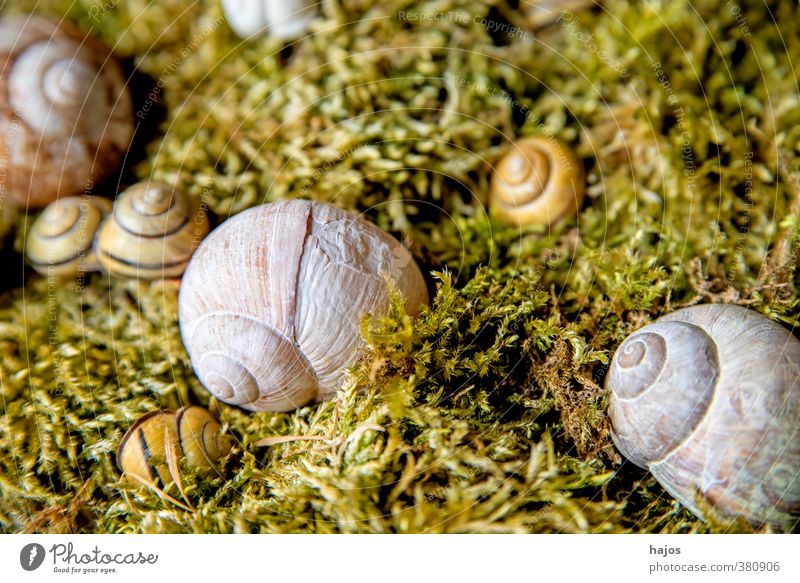 Schneckenhaus ruhig Meditation Dekoration & Verzierung Natur Moos Tier Wildtier einfach grau schnecke schnecken Spirale sammeln sammlung still Stillleben