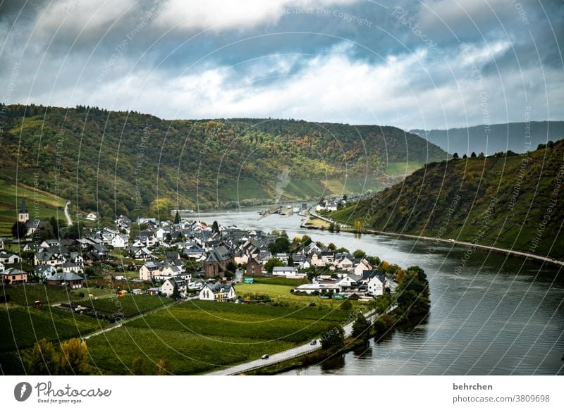 moselherbst Moselsteig Stadt Hunsrück Moseltal Weinbau Ruhe Idylle Fluss Rheinland-Pfalz Mosel (Weinbaugebiet) Flussufer Weinstock Farbfoto Weinrebe