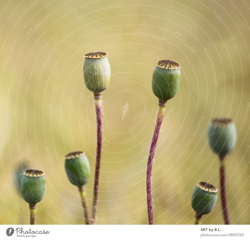 Anfang oder Ende  verblühter Mohn mohn kapseln mohnkapseln blume natur pflanze stengel