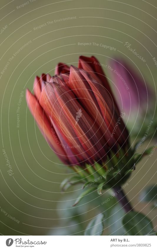 In Erwartung knospe vor dem Aufblühen blume blüte natur Pflanze