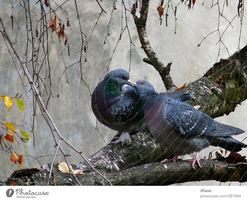 ~ November~Episode ~ Vogel Taube Flügel Krallen 2 Tier Tierpaar Brunft berühren genießen Kommunizieren authentisch Freundlichkeit Zusammensein nah blau grau