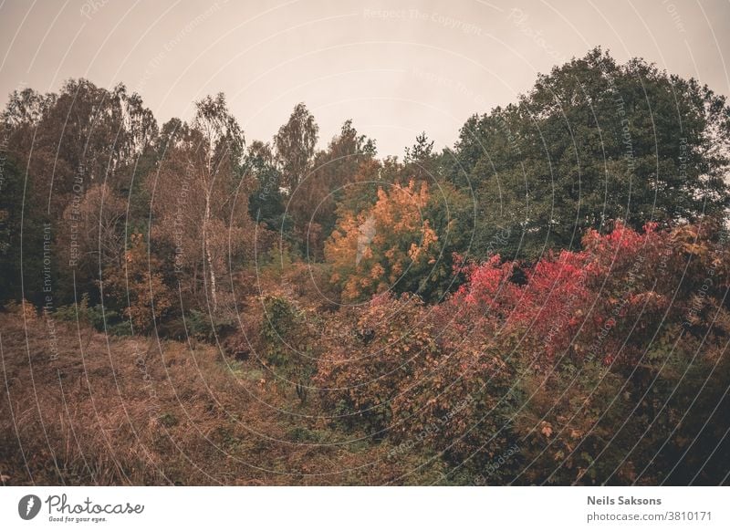 Herbstbäume am Abend Berge u. Gebirge Landschaft fallen rot Wald Natur Baum Saison bunt natürlich orange schön gelb blau Blatt Gras Laubwerk Licht Park Ambitus