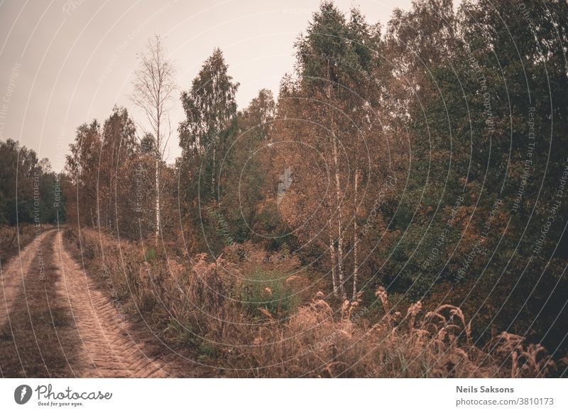 Landstraße im Herbstwald mit Traktorreifenabdruck im Sand Wald Landschaft Wälder Herbstlandschaft fallen Herbststraße dumpf trübes Licht wolkig Waldlandschaft