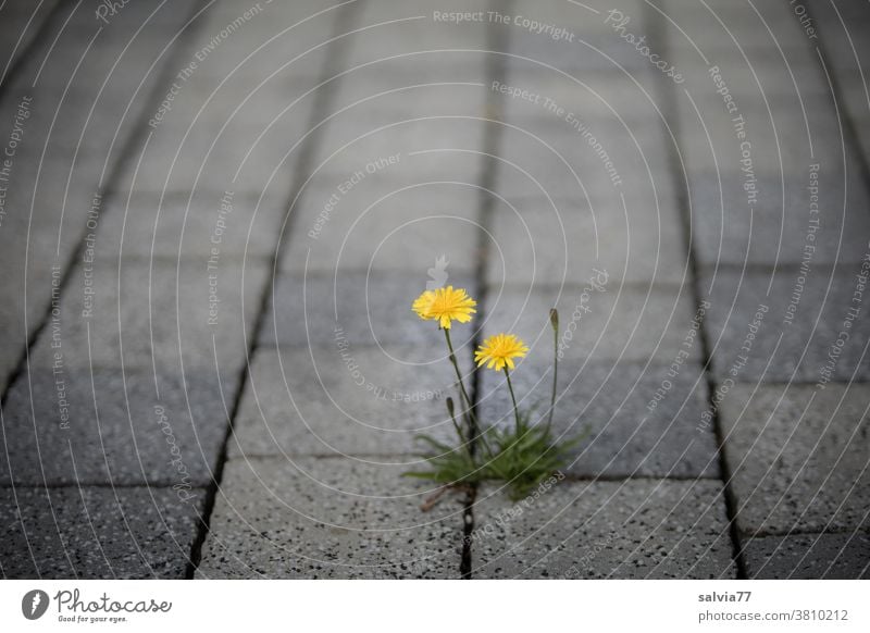 Pionierpflanze wächst aus Ritze von Pflastersteinen Blume Herbstlöwenzahn blühend gelb grau Straße wachsen Wachstum Pflanze leuchtend Durchsetzungsvermögen