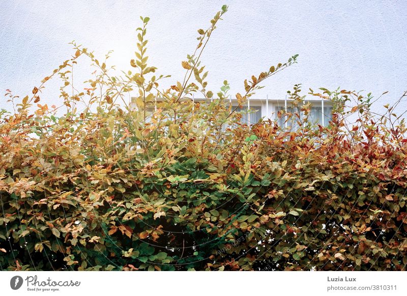 Herbstliche Hecke vor einem vergitterten Kellerfenster herbstlich Herbstlaub Außenaufnahme Tag Hauswand Fenster Gitter Herbstfarben Herbstfärbung Menschenleer