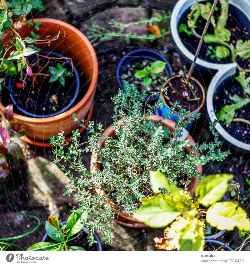 Im Garten, Blumen und Pflanzen in Töpfen Blüte pflanzen nachhaltig Blumentopf Lifestyle Farbfoto Freizeit & Hobby Außenaufnahme Nahaufnahme Natur Terrakotta