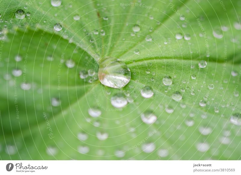 Weicher Frauenmantel und die Wasserperlen Rosengewächse Natur Zierpflanze grün Tropfen Strukturen & Formen Blatt Oberflächenspannung frisch Wassertropfen feucht