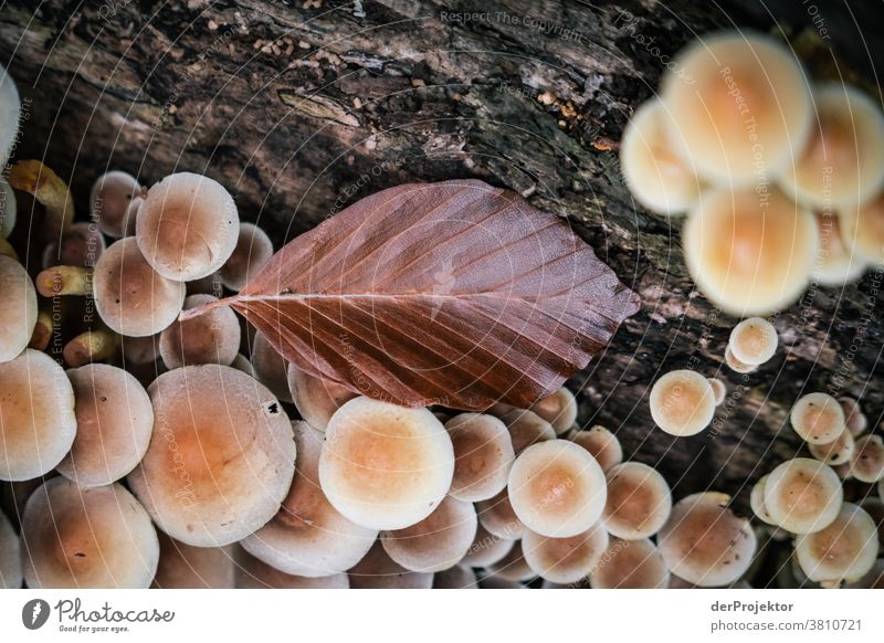 Stockschwämmchen und ein Buchenblatt im herbstlichen Wald in Gehrden Ferien & Urlaub & Reisen Hintergrund neutral Farbfoto Textfreiraum Mitte