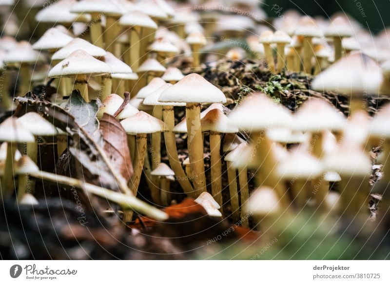 Stockschwämmchen im herbstlichen Wald in Gehrden Ferien & Urlaub & Reisen Hintergrund neutral Farbfoto Textfreiraum Mitte Starke Tiefenschärfe