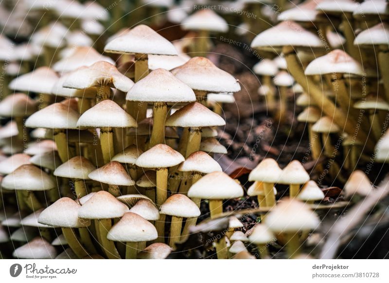 Stockschwämmchen im herbstlichen Wald in Gehrden Ferien & Urlaub & Reisen Hintergrund neutral Farbfoto Textfreiraum Mitte Starke Tiefenschärfe