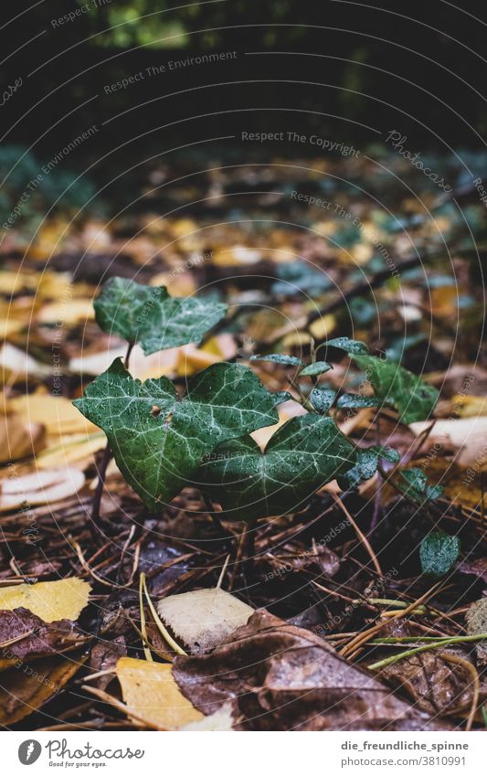 Efeu auf dem Friedhof Laub Blätter Herbst Natur herbstlich Herbstlaub Wald Baum Herbstfärbung Außenaufnahme grün Umwelt Blatt Farbfoto Pflanze Herbstbeginn