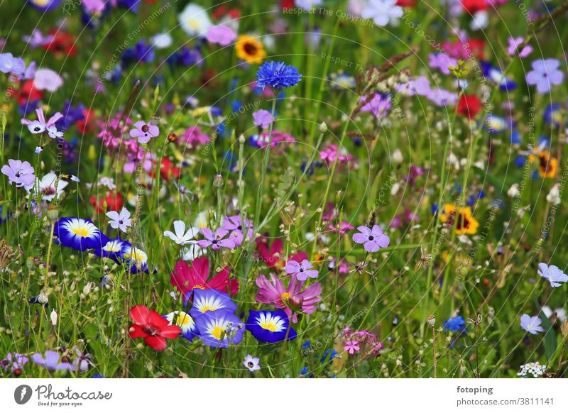 Farbenfrohe Blumenwiese in der Grundfarbe grün
mit verschiedenen Wildblumen. Blatt Blumenfeld Wiese Blümchen Blüte Botanik Flora Gras Macro Makro Natur