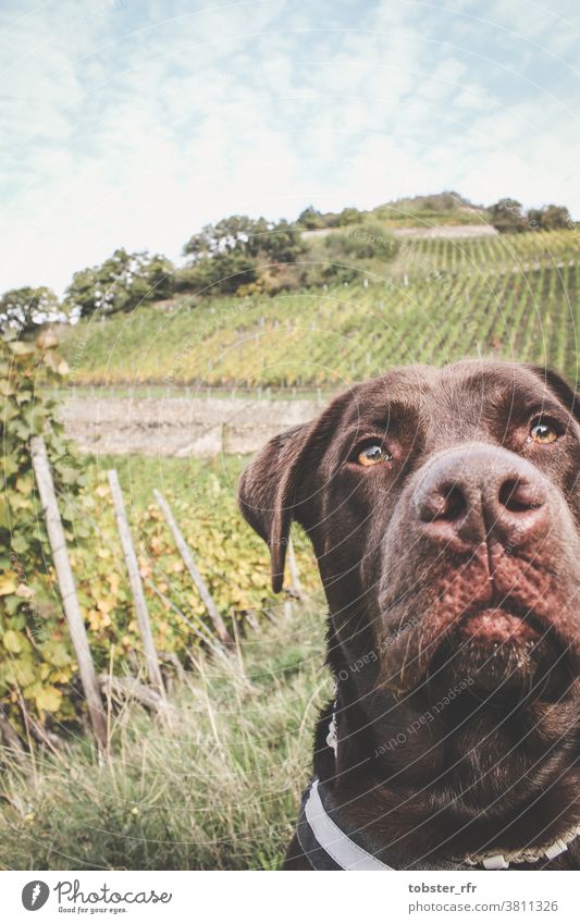 Labrador im Weinberg Weinberge Mittelrheintal Herbstbeginn Hund Assmannshausen