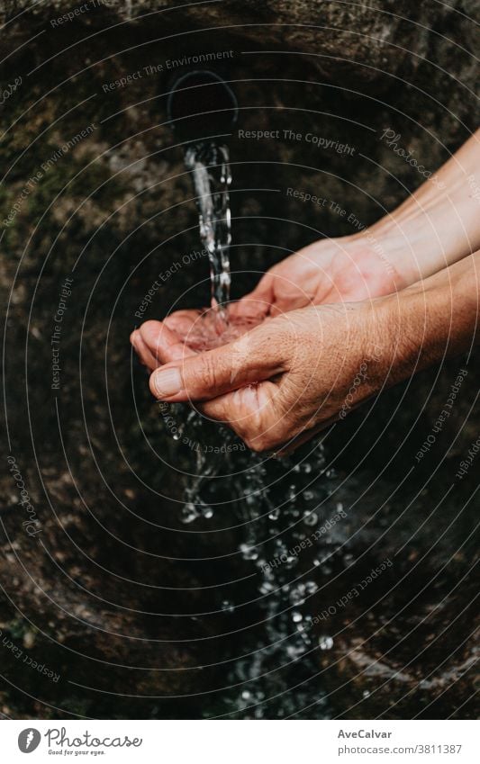 Nahaufnahme von zwei alten Hasen, die aus einer natürlichen Quelle im Wald Wasser zum Trinken nehmen Hände waschen Corona-Virus Korona Farbbild Schriftart