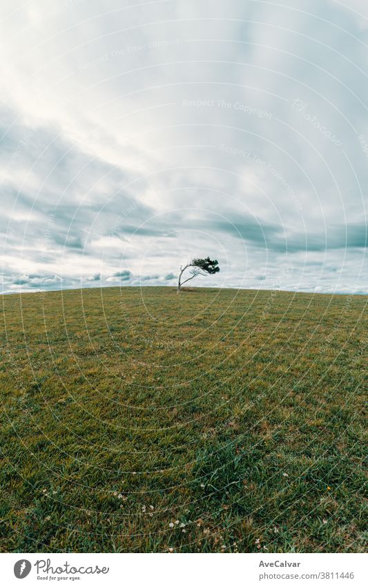 Weitwinkelaufnahme eines Solitärbaums inmitten einer Wiese mit Riesenwolken darüber und Kopierraum Einsamkeit Land keine Menschen einsiedlerisch Fotografie