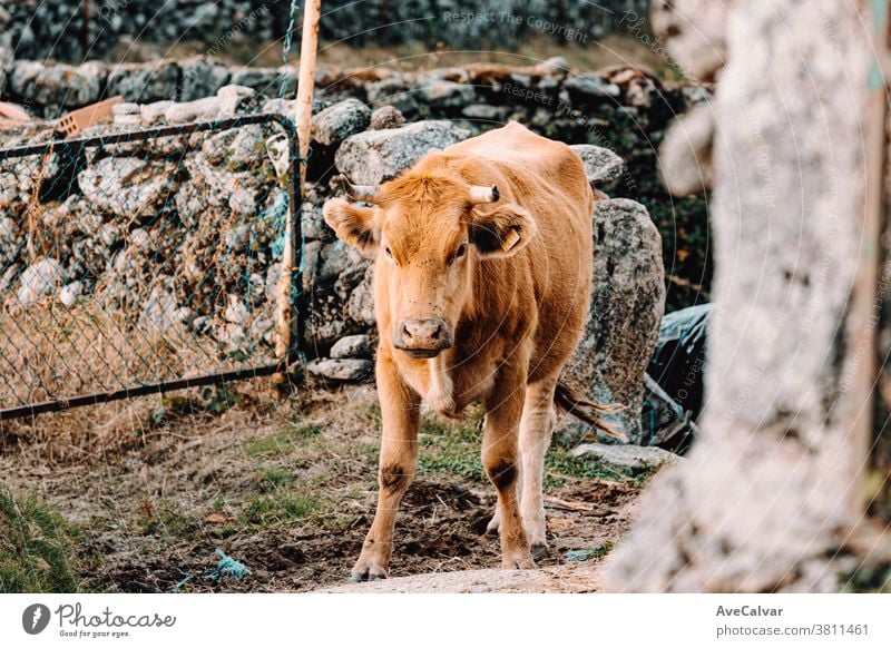 Kleine Babykuh, die an einem sonnigen Tag auf dem Bauernhof in trotziger Haltung in die Kamera schaut Nahaufnahme Gras braun Kuh Landwirtschaft grün schließen