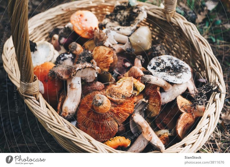 Korb mit frischen Champignons, Draufsicht Pilze Wald Herbst Natur natürlich Lebensmittel essbar Sammeln Hintergrund Jagd farbenfroh Sommer Kommissionierung wild