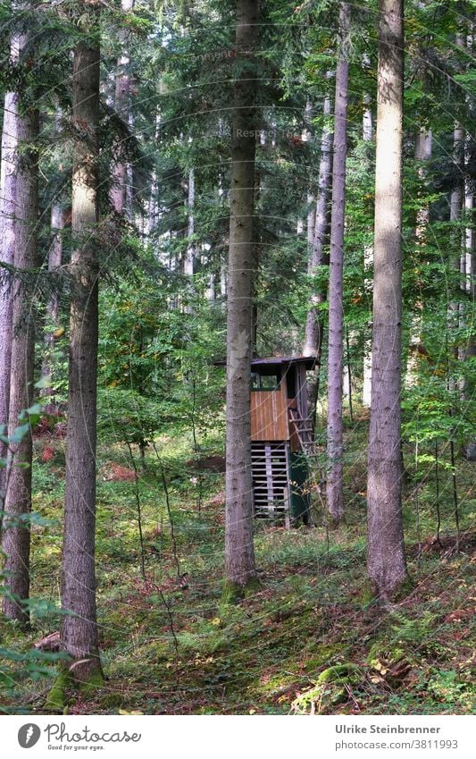 Hochsitz des Jägers im Wald Jägersitz Ansitz Hochstand Jagdeinrichtung Jagdsitz Holzhütte Bäume Tannen Deckung versteckt Baumstamm Schwarzwald