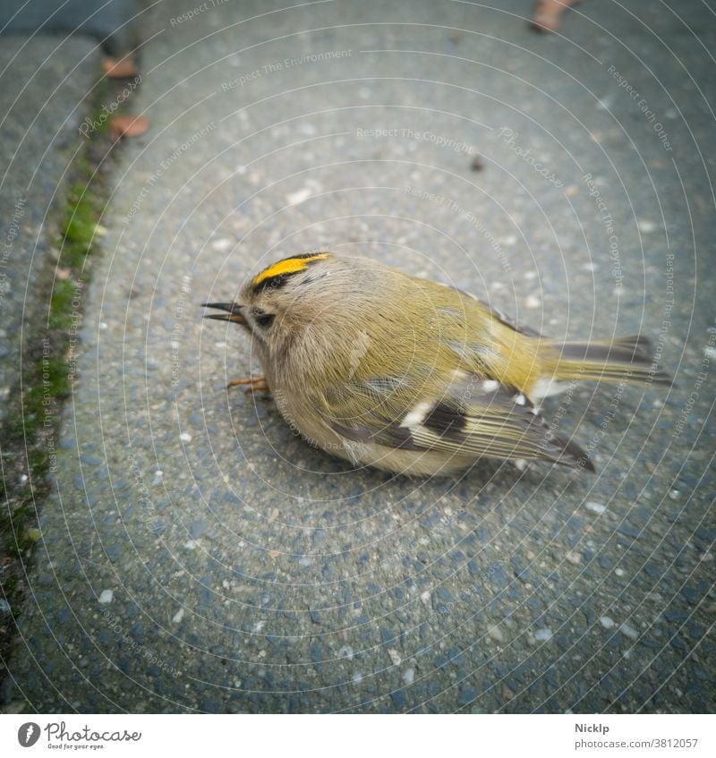 geschwächter kleiner Vogel (Goldhähnchen) sitzt auf dem Boden und braucht Hilfe winzig hilfebedürftig Hilfesuchend Wintergoldhähnchen Regulus regulus