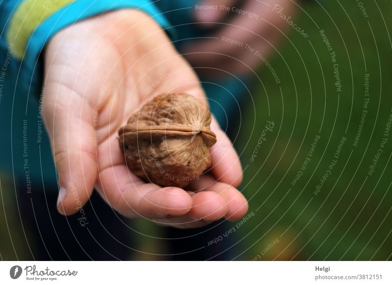 dicke frisch geerntete Walnuss in einer Kinderhand Hand halten Walnussernte Farbfoto Finger Kindheit Nahaufnahme festhalten Schwache Tiefenschärfe Außenaufnahme