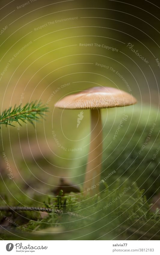 Pilz und Nadelzweig Wald Fichtenzweig Moos Waldboden Natur Pflanze Schwache Tiefenschärfe grün braun natürlich Pilzhut Herbst Wachstum Froschperspektive