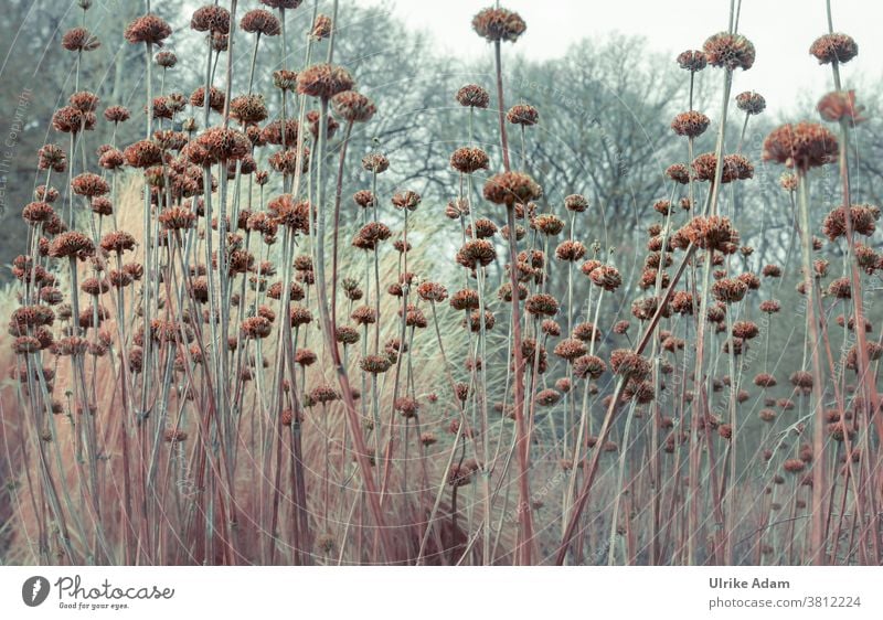 Garten im Winter Herbst Verblüht Licht Stengel Trauer Trauerkarte Vergänglichkeit Flora Natur Natürlich