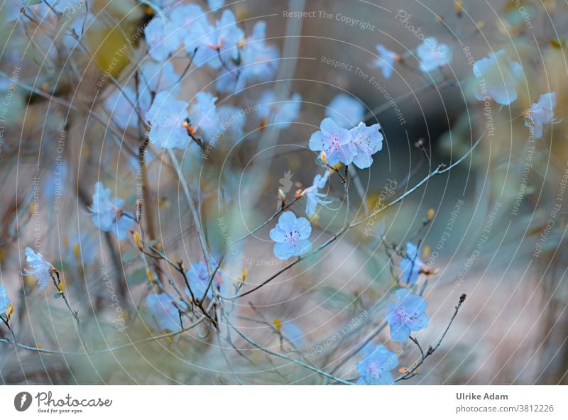 Zarte Blüten der Azaleen Azaleenblüte blau Blume Blumen Rhododendron zart filigran Natur Blühend natürlich Frühling Garten Außenaufnahme schön