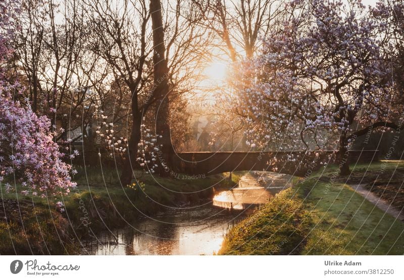 Lieblingsplatz im Paradies - Garten .... blühende Magnolienbäume an einer alten Steinbrücke im warmen Licht der aufgehenden Sonne Magnolienblüte Magnolienbaum