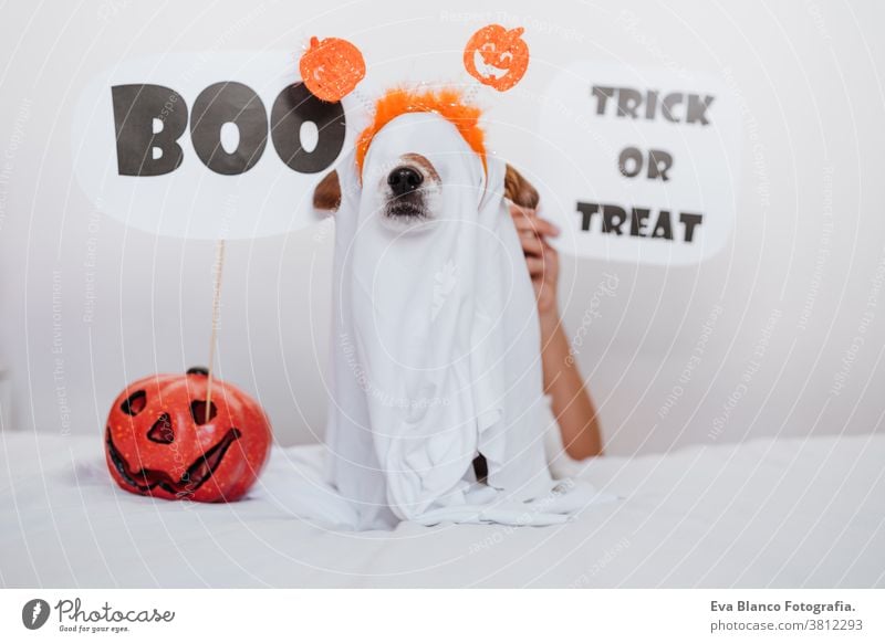 süßer Jack-Russell-Hund zu Hause im Geisterkostüm. Halloween-Hintergrunddekoration. Frau hält BOO-Zeichen in der Hand jack russell heimwärts im Innenbereich