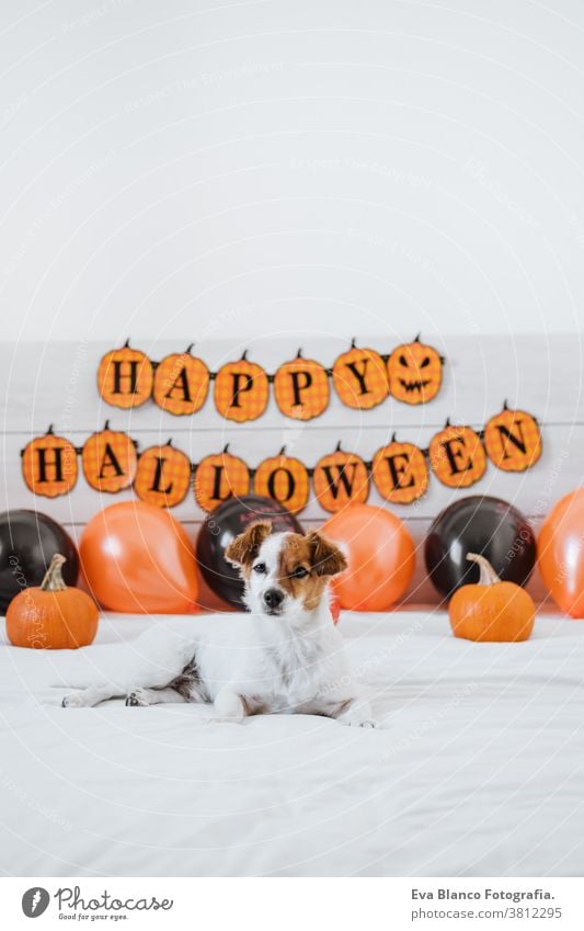 süßer Jack-Russell-Hund zu Hause. Halloween-Hintergrund-Dekoration jack russell heimwärts im Innenbereich Ballons Schlafzimmer niedlich lieblich Haustier