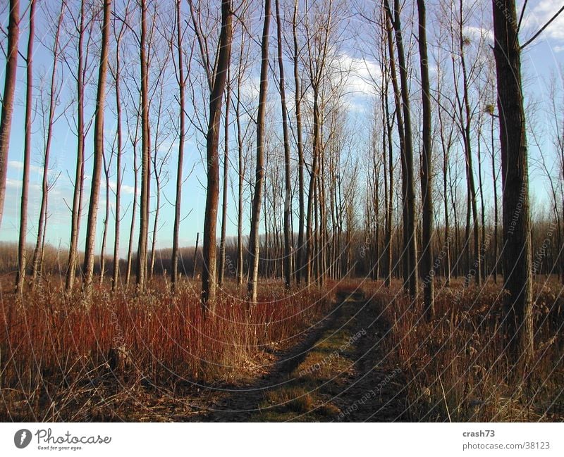 Wald Baum Kroatien blau Herbst Himmel slawonien Wege & Pfade Straße Sonne