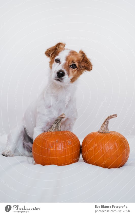 süßer Jack-Russell-Hund zu Hause. Halloween-Hintergrund-Dekoration jack russell heimwärts im Innenbereich Ballons Schlafzimmer niedlich lieblich Haustier