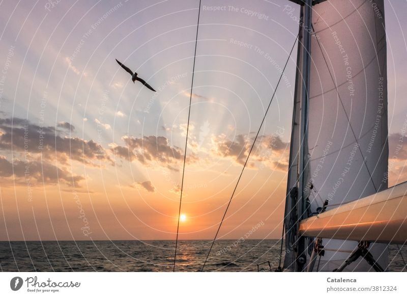 Die Sonne geht am Horizont auf, eine Möwe fliegt vorbei  als wir segeln Dämmerung Sonnenaufgang Sonnenstrahlen Segelyacht Vordersegel Meer Wasser Vogel fliegen