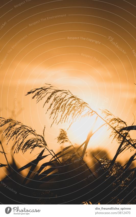 Sonnenaufgang Schilf II Wasser Pflanze Farn Sonnenuntergang Gegenlicht Licht schwarz gelb kontrast natur Außenaufnahme Natur Farbfoto Kontrast Sonnenlicht