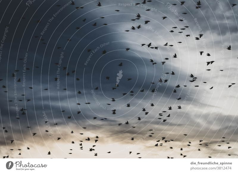 Stare fliegen in den Winter I Vogel Tier Natur Farbfoto Außenaufnahme blau himmel unten Umwelt Wildtier natürlich flügel Flügel Tierporträt linum Feder Freiheit