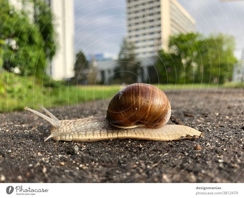 Kleine Schnecke, groß unterwegs in Frankfurt :-) Hochhaus Froschperspektive Architektur Main Bankgebäude Außenaufnahme Himmel Straßenbelag Makroaufnahme