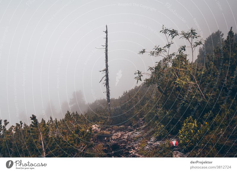 Wanderweg im Nebel über dem Achensee in Tirol in Österreich Alpen Gegenlicht tirol Fernweh Wanderausflug Wandertag Naturschutz Ausdauer Tatkraft Willensstärke