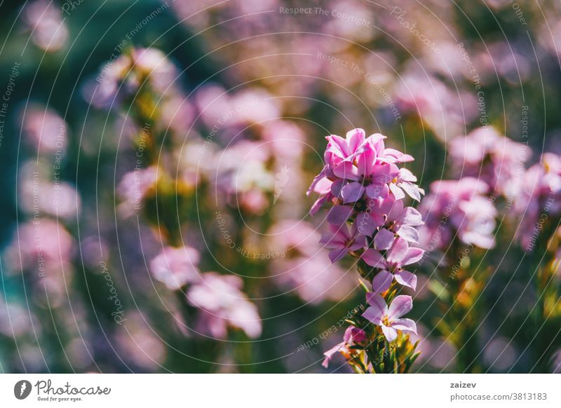 Nahaufnahme einer Traube mit rosa Calluna vulgaris-Blüten Gemeines Heidekraut Leng Ericaceae Blumen geblümt gedeihen Blütenknospen Blütezeit grün Sonnenlicht