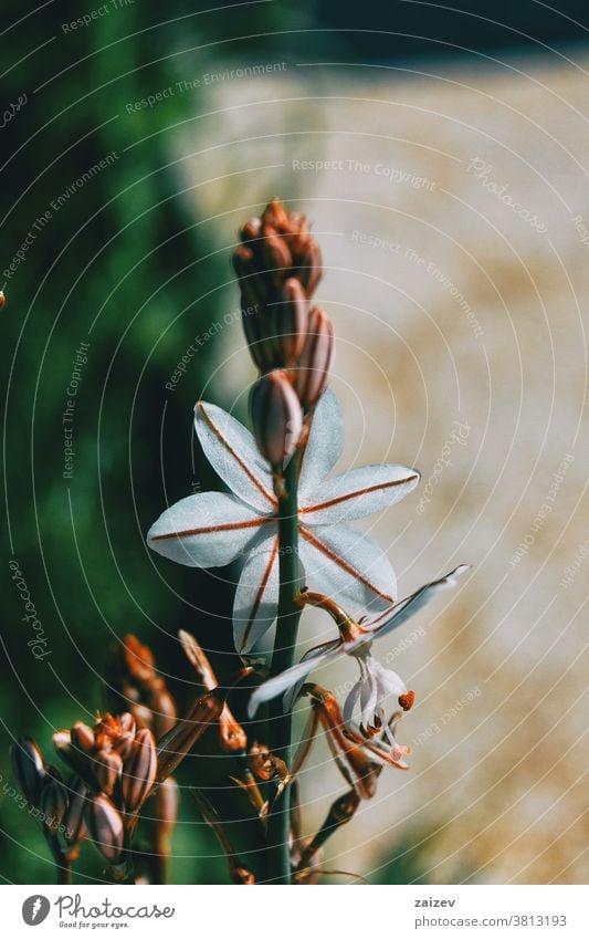 Nahaufnahme einer weißen Asphodelusblüte versteckt asphodelus Asphodelaceae Blume geblümt blühte Blütenknospen Sprossen Überstrahlung Wachstum Flora mediterran