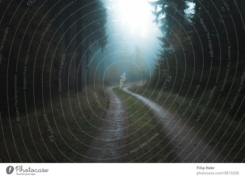 Forststraße Nebel Mysterium geheimnisvoll Straße neblig friedlich Frieden Windstille beruhigend Dunkelheit Natur Herbst Landschaft Außenaufnahme Wald natürlich