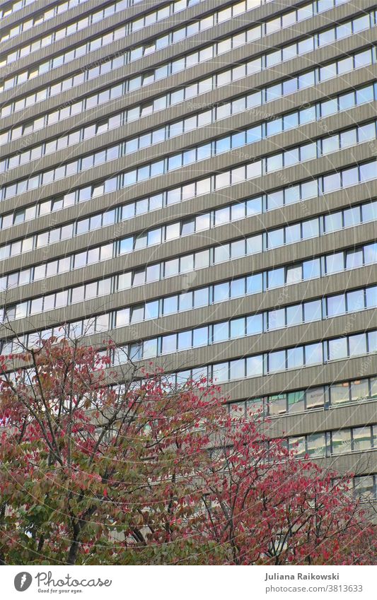 Hochhaus mit Bäumen Architektur Gebäude Stadt Fassade Außenaufnahme Fenster Farbfoto Wand Haus Stadtzentrum Hauptstadt Froschperspektive hoch Menschenleer Tag