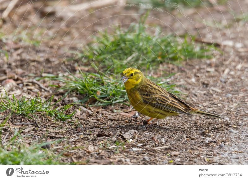 Goldammer sucht auf dem Waldboden nach Nahrung Emberiza-Zitrinella Tier Vogel Textfreiraum kuschlig kuschelig weich Federn Fliege Lebensmittel Boden Blick Natur