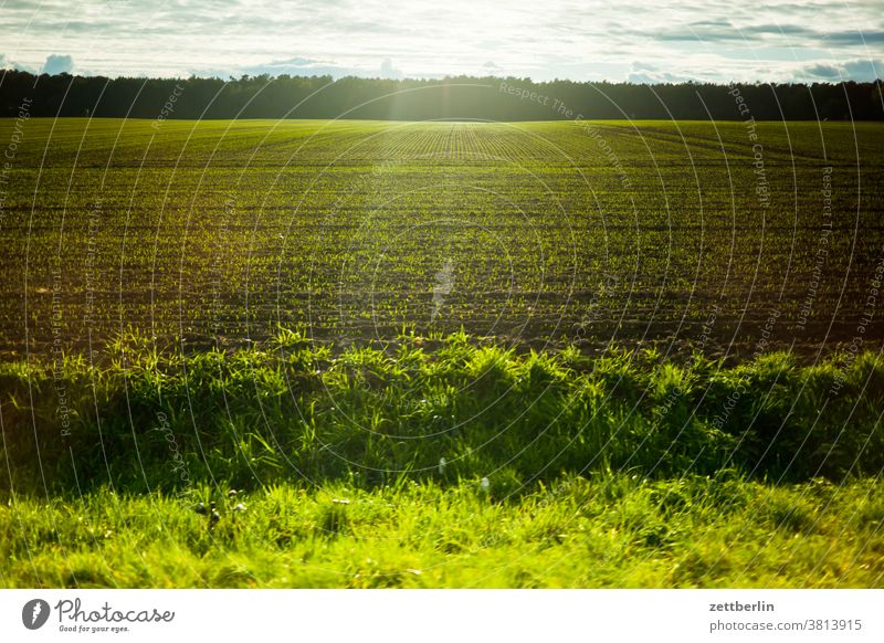 Linum, Brandenburg abend brandenburg dämmerlicht dämmerung herbst himmel linum natur naturschutz umweltschutz winterquartier wolke wiese weide landwirtschaft